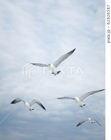 船を追うユリカモメ 61926587