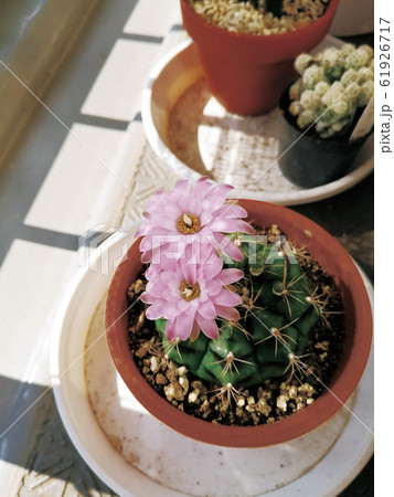 日向に咲くサボテンの花の写真素材