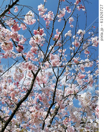桜とスズメ 桜とスズメ 61926727