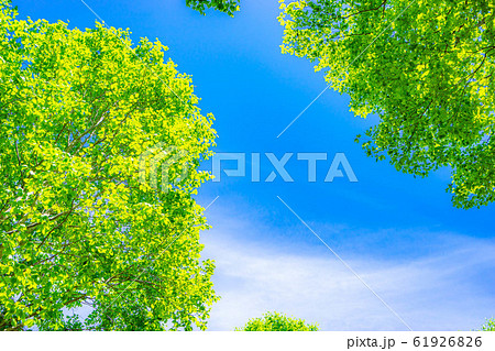 新緑と青空　【長野県】 61926826