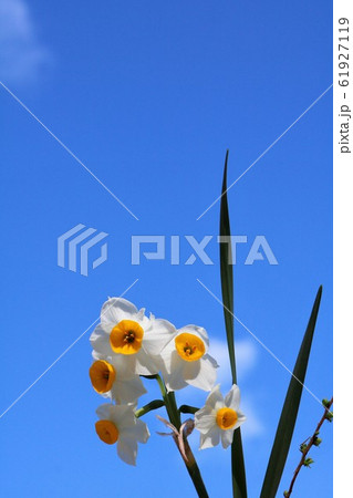 水仙」と青空 水仙」と青空 61927119