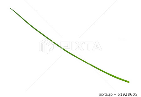 fresh single leaf of Chives isolated on white 61928605