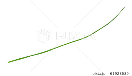 single green leaf of Chives isolated on white 61928689
