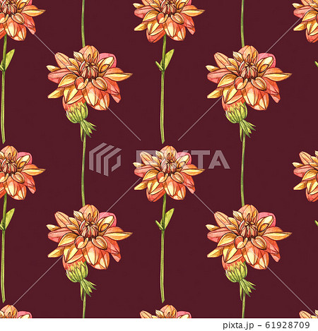 Watercolor orange dahlias. Seamless patterns. Wild flower set isolated on white. Botanical watercolor illustration, orange dahlias bouquet, rustic dahlias flowers. Watercolor orange dahlias. Seamless patterns. Wild flower set isolated on white. Botanical watercolor illustration, orange dahlias bouquet, rustic dahlias flowers. 61928709