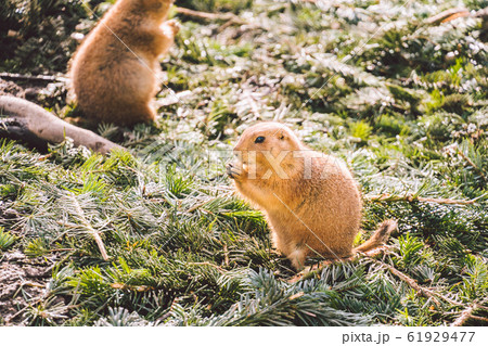 Closeup of an alpine marmot eating. Adult Brown Alpine Marmot Close Up. Marmota Marmota. alpine marmot and eats with the paws. Many squirrel rodents eat food 61929477