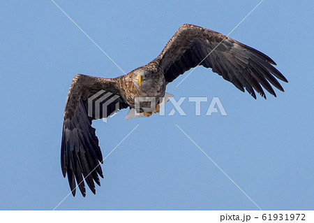 オジロワシ オジロワシ 61931972