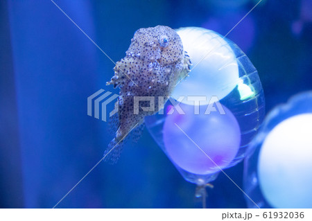 水槽の中で小さな風船にくっつく魚の写真素材