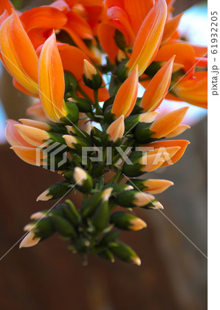 オレンジ色のハナモツヤクノキの花 オレンジ色のハナモツヤクノキの花 61932205