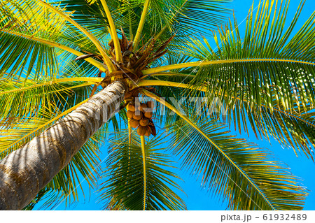 Coconut palm trees beautiful tropical background. Coconut palm trees beautiful tropical background. 61932489