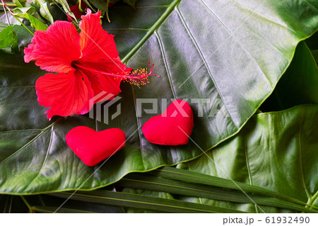 Two red hearts and flower on palm leaves background. 61932490