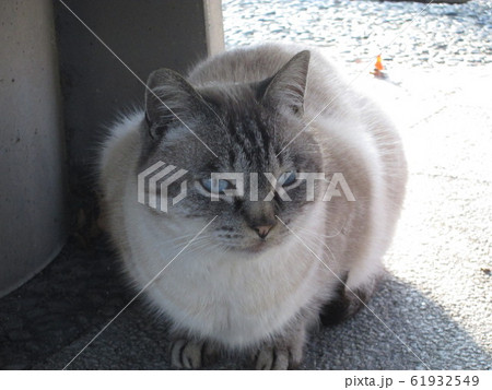 青い目の猫 青い目の猫 61932549