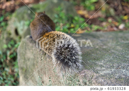 台湾の公園で見つけた台湾リス 61933328