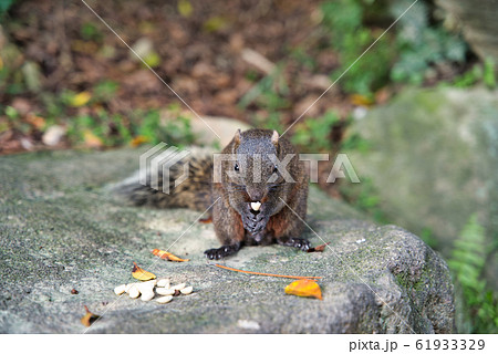 台湾の公園で見つけた台湾リス 61933329