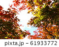 紅葉のグラデーション 61933772