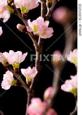 桜 桜 61934258