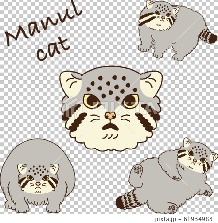 Illustration of manul cat 61934983