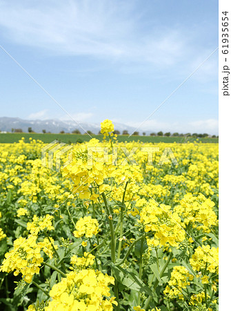 信州　いいやま菜の花畑 61935654