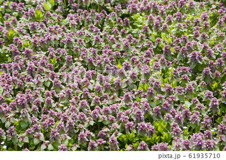 ヒメオドリコソウ 61935710