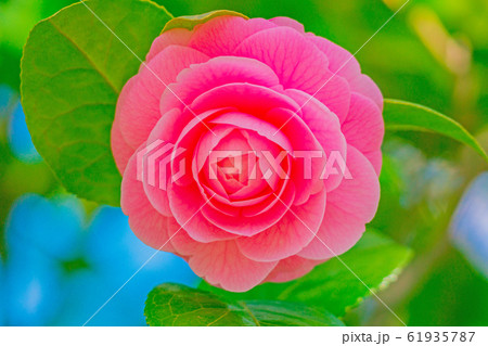 つばき つばき 61935787