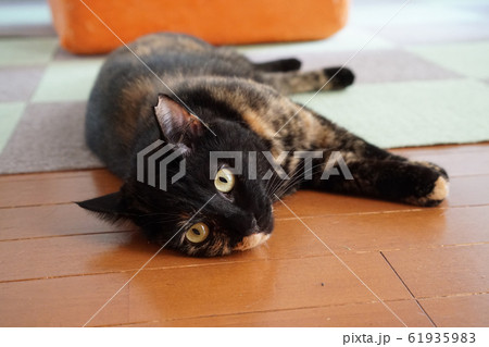 床に寝そべるサビ猫 61935983