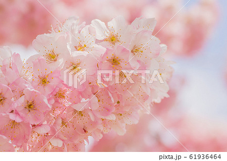 さくら さくら 61936464