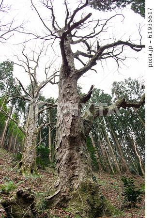 宮沢の巨木　山形県 61936617