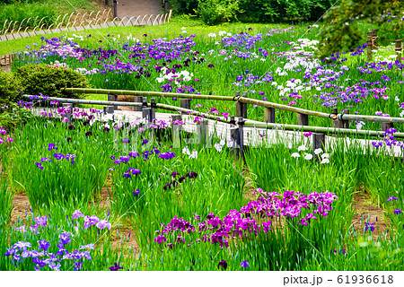 東京 明治神宮　御苑の花菖蒲 61936618