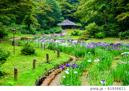 東京 明治神宮 御苑の花菖蒲 東京 明治神宮 御苑の花菖蒲 61936621