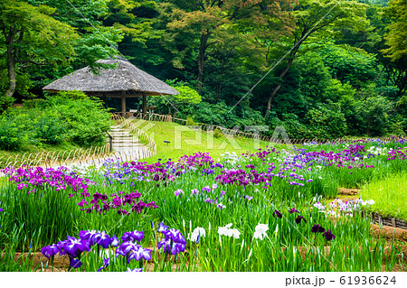東京 明治神宮　御苑の花菖蒲 61936624