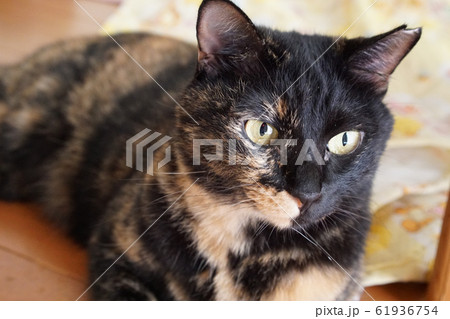 サビ猫 サビ猫 61936754