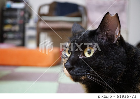サビ猫 サビ猫 61936773