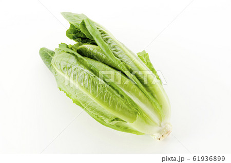 ロメインレタス ロメインレタス 61936899