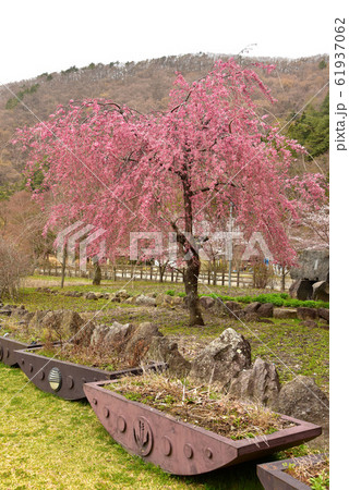 西湖野鳥の森公園の桜 61937062