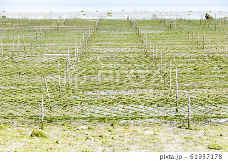 アーサ（アオサ）養殖場 61937178