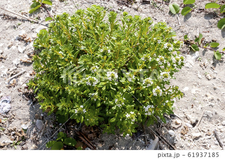 海岸に生育する海浜植物 「浜払子」 61937185