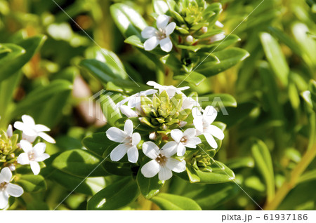 海岸に生育する海浜植物 「浜払子」 61937186