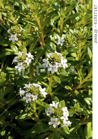 海岸に生育する海浜植物 「浜払子」 海岸に生育する海浜植物 「浜払子」 61937187