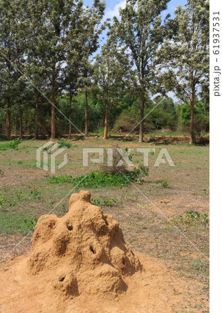 インド_蟻塚のある風景 61937531