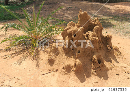 インド 蟻塚のある風景の写真素材