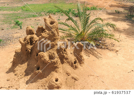 インド 蟻塚のある風景の写真素材