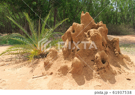 インド_蟻塚のある風景 61937538
