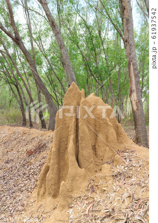 インド_蟻塚のある風景 インド_蟻塚のある風景 61937542