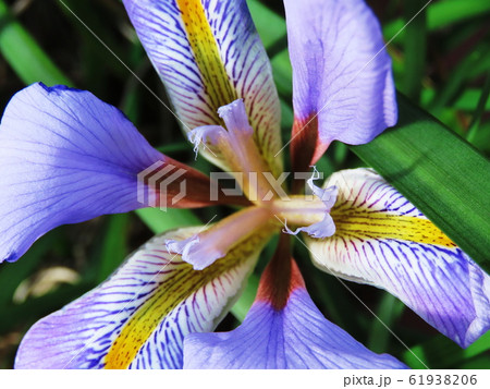 カンザキアヤメ  Iris unguicularis 61938206