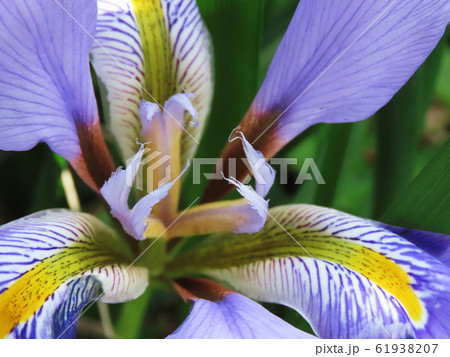 カンザキアヤメ  Iris unguicularis 61938207