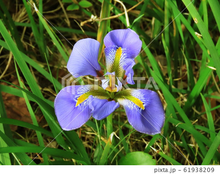 カンザキアヤメ  Iris unguicularis カンザキアヤメ  Iris unguicularis 61938209