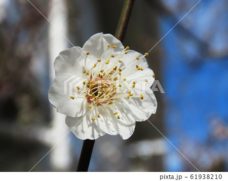 ウメ  Prunus mume 61938210