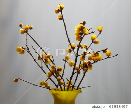 黄色い花瓶にいけた蝋梅、生け花、ろうばい 61938497