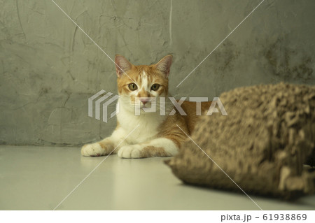 The cat is looking forward and looking cute. The cat is looking forward and looking cute. 61938869