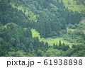 新緑の森 61938898