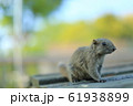 リス 61938899
